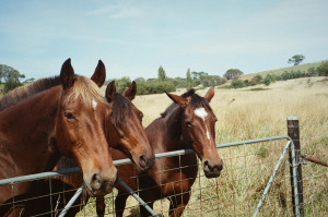 horses